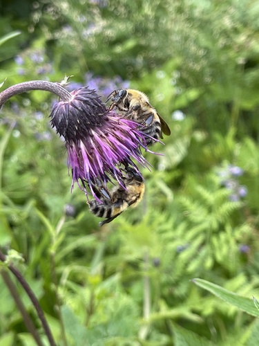 Cirsium schantarense — photo