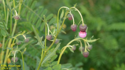 Cirsium schantarense