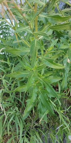 Cirsium segetum (Lesser thistle) — photo