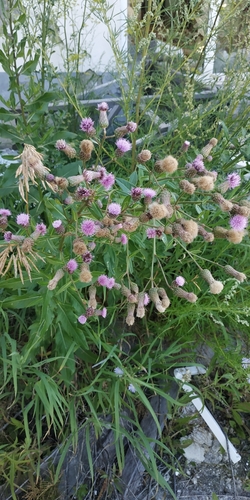 Cirsium segetum (Lesser thistle) — photo
