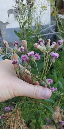 Cirsium segetum