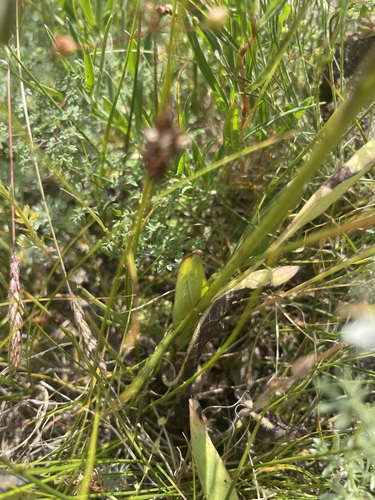 Cirsium serratuloides — photo