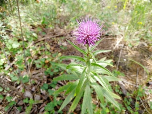 Cirsium serratuloides