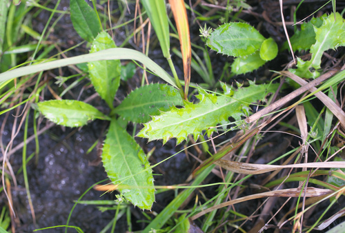 Cirsium sieboldii — photo