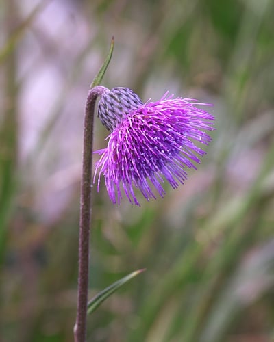 Cirsium sieboldii
