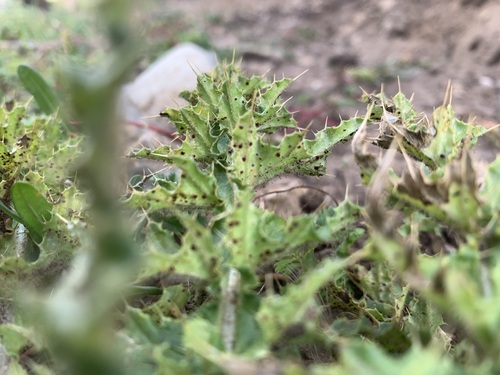 Cirsium souliei — photo
