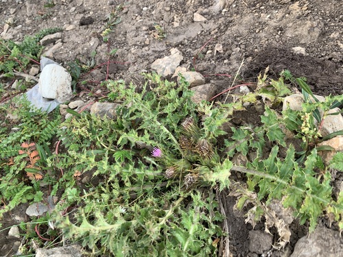 Cirsium souliei — photo