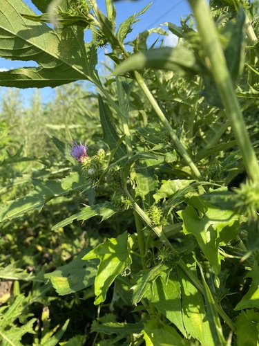Cirsium spicatum