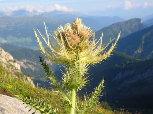 Cirsium spinosissimum