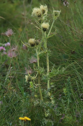 Cirsium spinosissimum — photo
