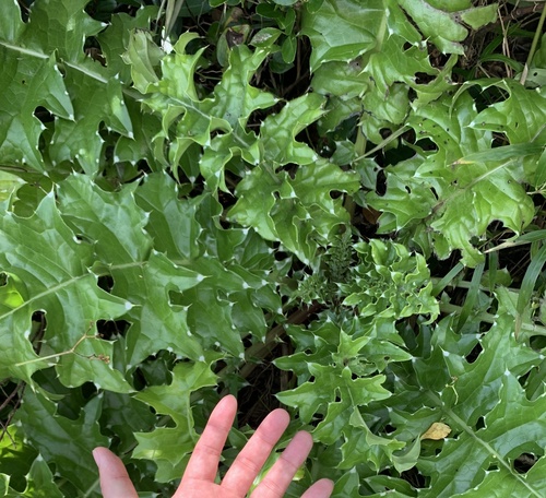 Cirsium spinosum — photo