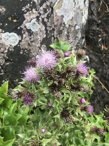 Cirsium spinosum — photo