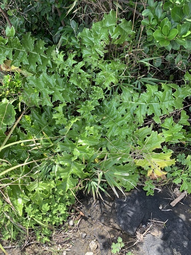 Cirsium spinosum