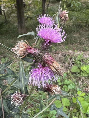 Cirsium suffultum — photo