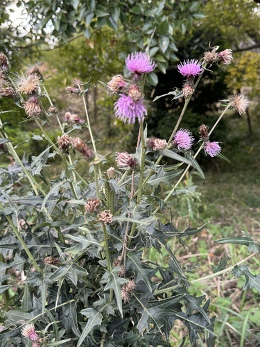 Cirsium suffultum