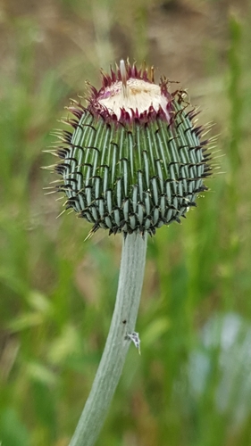 Cirsium texanum (Texas thistle) — photo
