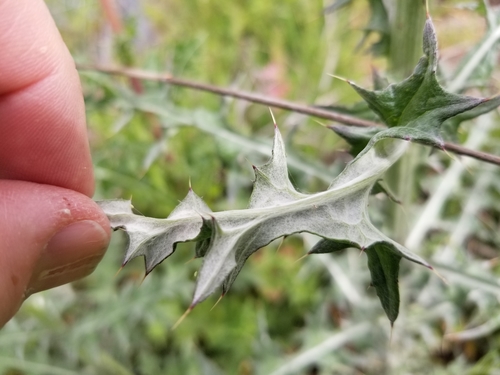 Cirsium texanum (Texas thistle) — photo