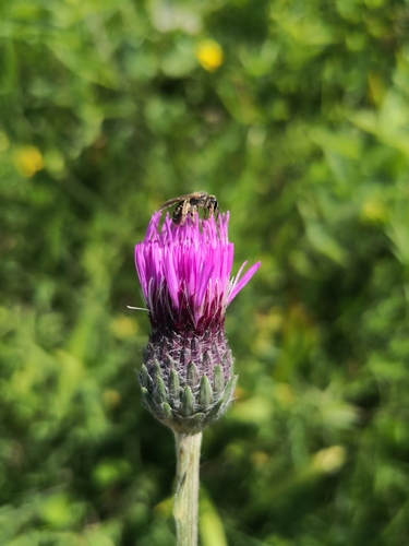 Cirsium tuberosum (Tuberous thistle) — photo