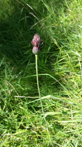 Cirsium tuberosum
