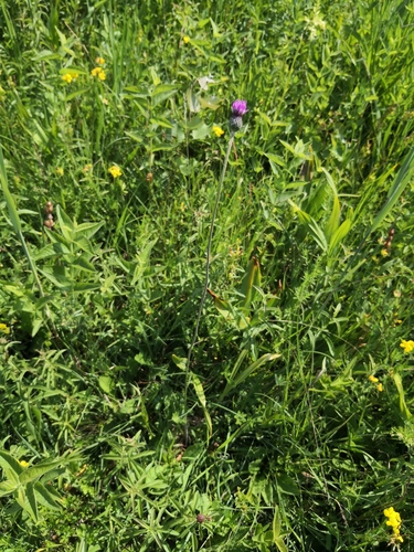 Cirsium tuberosum (Tuberous thistle) — photo