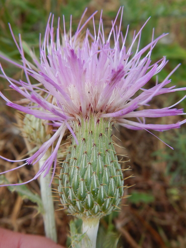 Cirsium undulatum (Wavy-leaved thistle) — photo