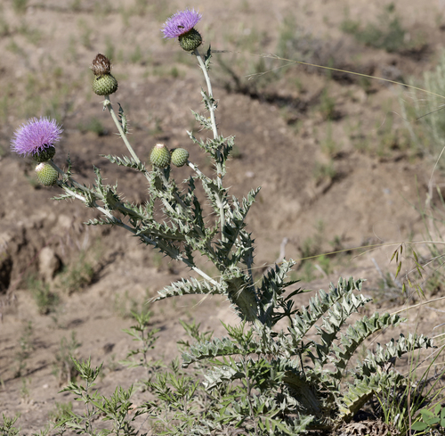 Cirsium undulatum (Wavy-leaved thistle) — photo
