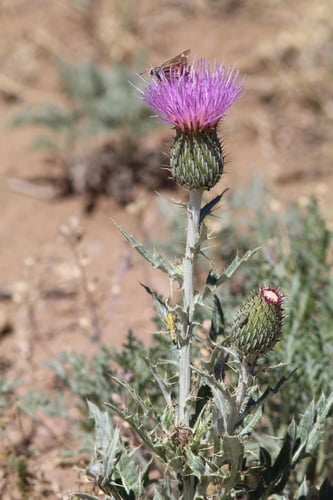 Cirsium undulatum