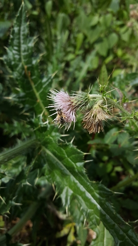 Cirsium verutum (Common thistle) — photo