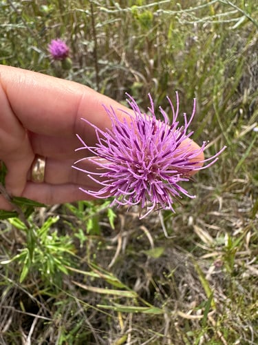 Cirsium virginianum (Virginia Thistle) — photo