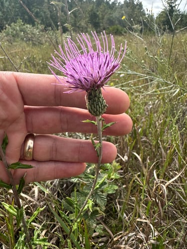 Cirsium virginianum (Virginia Thistle) — photo