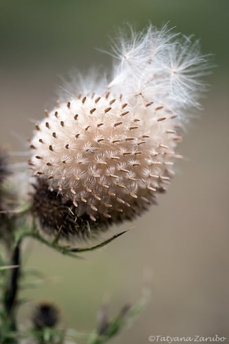 Cirsium vulgare (Spear thistle) — photo