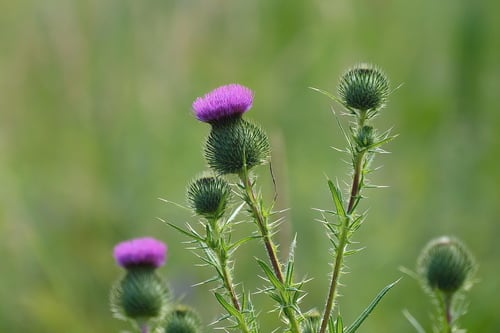 Cirsium vulgare