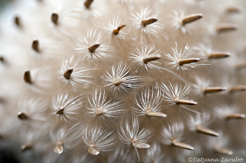 Cirsium vulgare (Spear thistle) — photo