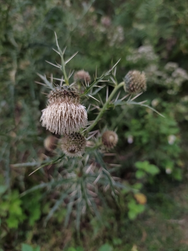 Cirsium wallichii (East Indian thistle) — photo