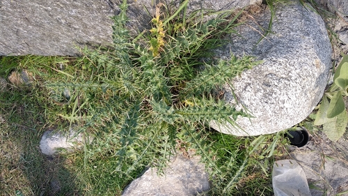 Cirsium wallichii