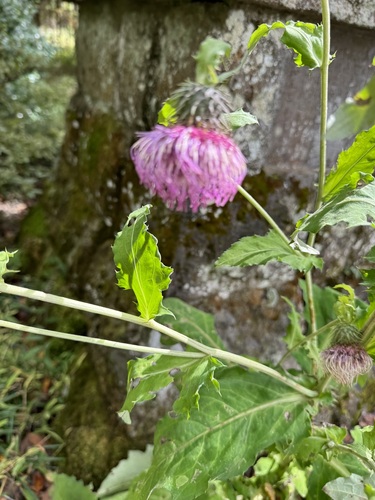 Cirsium yezoense — photo