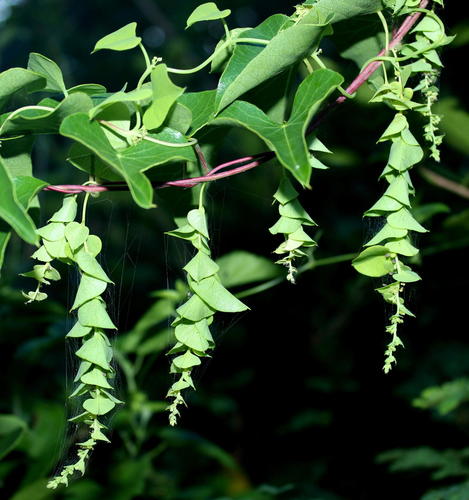 Cissampelos hirta — photo