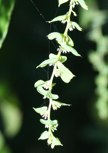 Cissampelos hirta — photo
