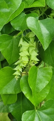 Cissampelos mucronata