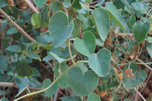 Cissampelos mucronata — photo