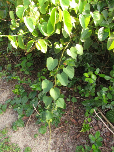 Cissampelos pareira (Velvet leaf) — photo
