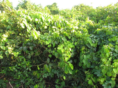 Cissampelos pareira (Velvet leaf) — photo