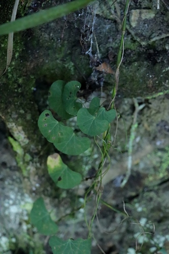 Cissampelos torulosa — photo