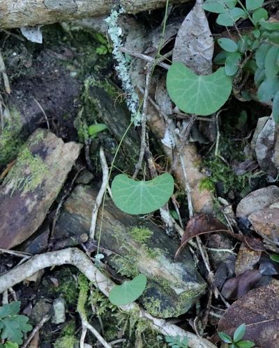 Cissampelos torulosa — photo