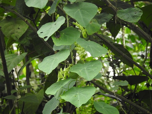 Cissampelos tropaeolifolia — photo