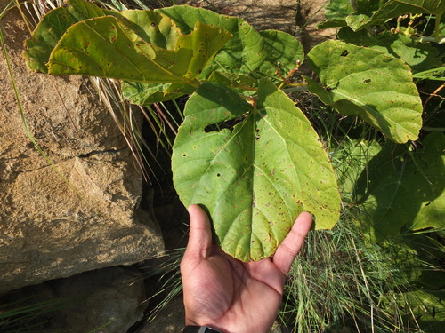 Cissus adnata (Endeavour River Vine) — photo