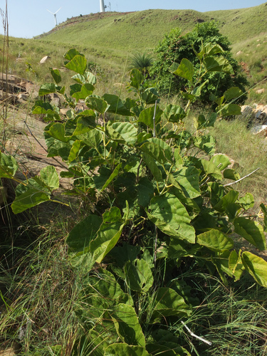 Cissus adnata (Endeavour River Vine) — photo
