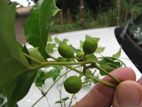 Cissus alata — photo