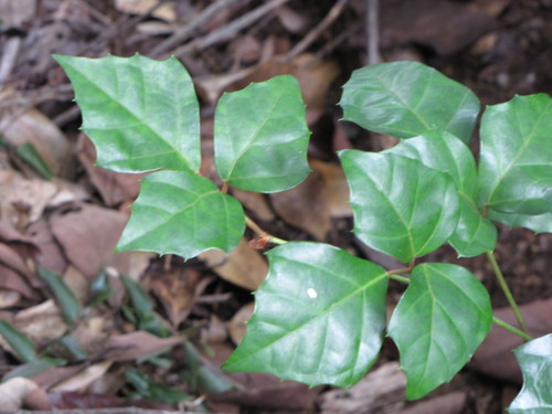 Cissus alata — photo