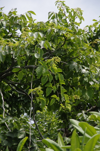 Cissus alata